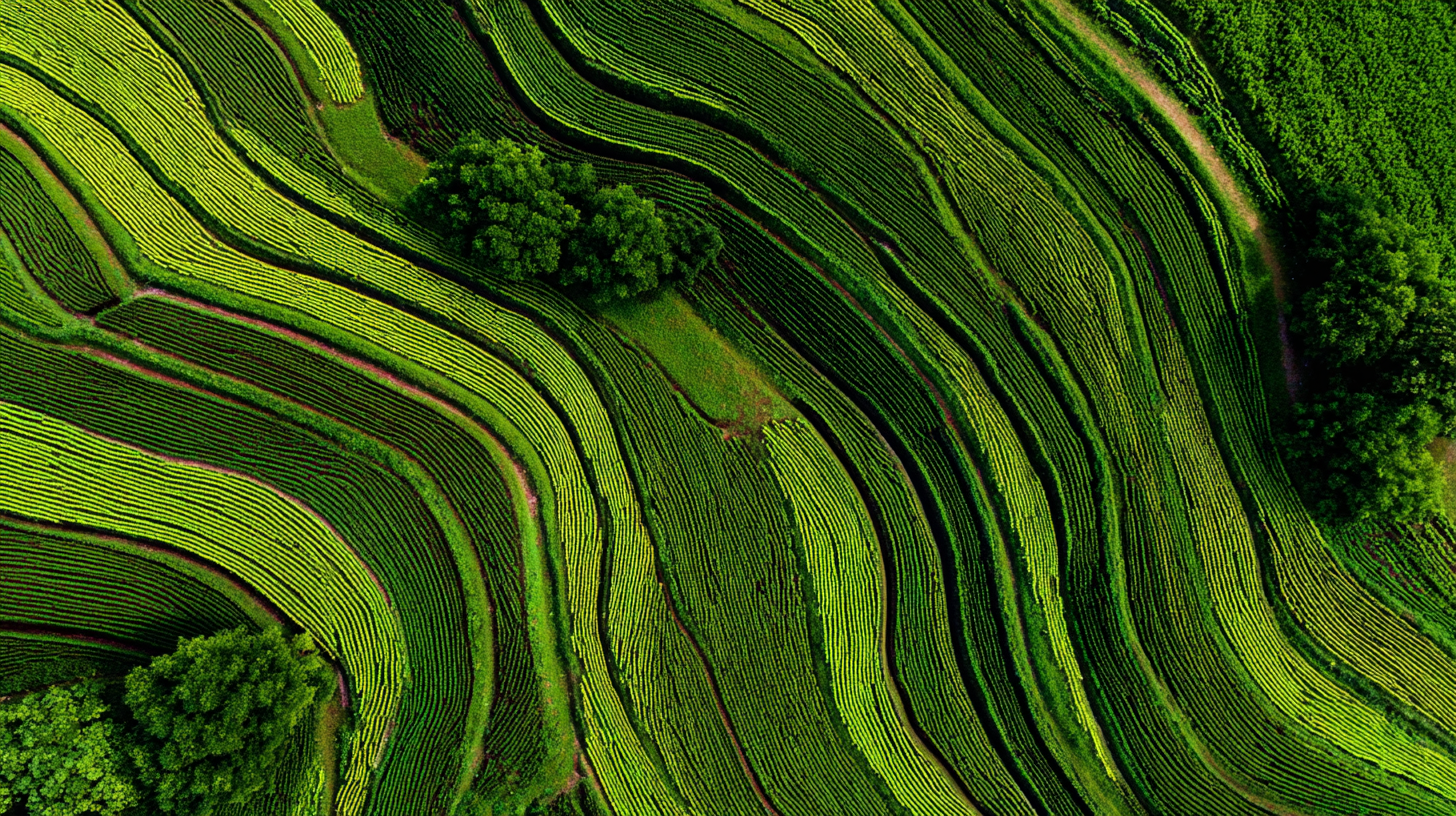 You may wonder how AI fits into the agricultural landscape